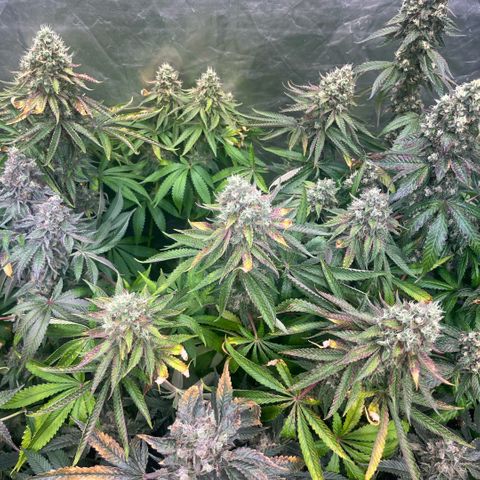 Arctic Cherries  growlog timeline photo