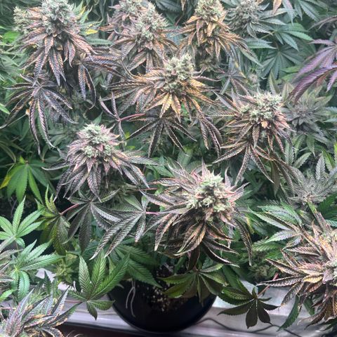 Zaï-zaï growlog timeline photo