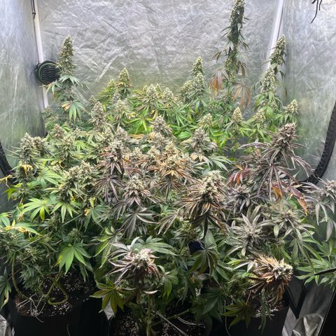 Lime Ozz growlog timeline photo
