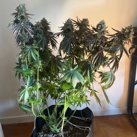 Zaï-zaï growlog timeline photo