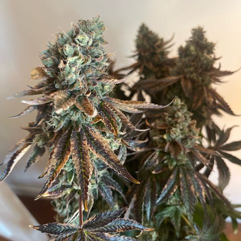 Zaï-zaï growlog timeline photo