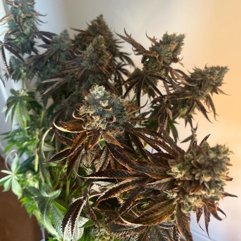 Zaï-zaï growlog timeline photo