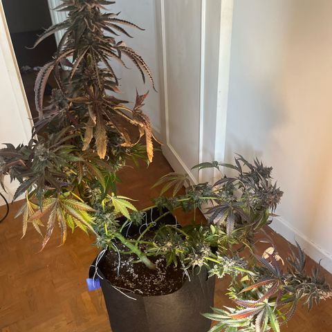 Cherry Bang Bang growlog timeline photo