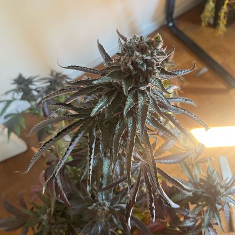 Cherry Bang Bang growlog timeline photo