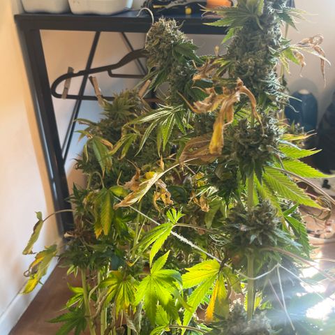 Lime Ozz growlog timeline photo