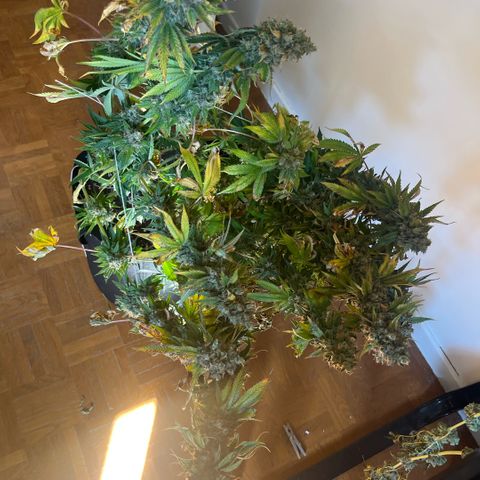 Lime Ozz growlog timeline photo