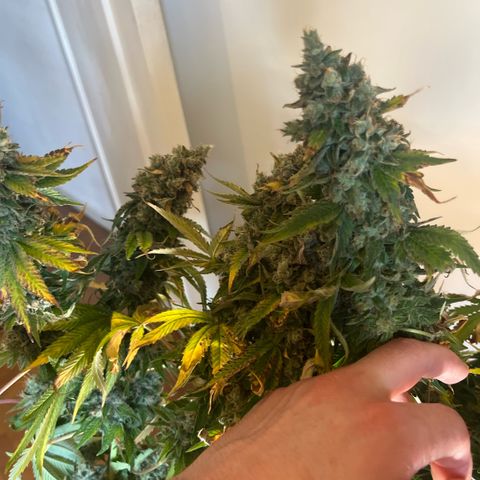 Lime Ozz growlog timeline photo