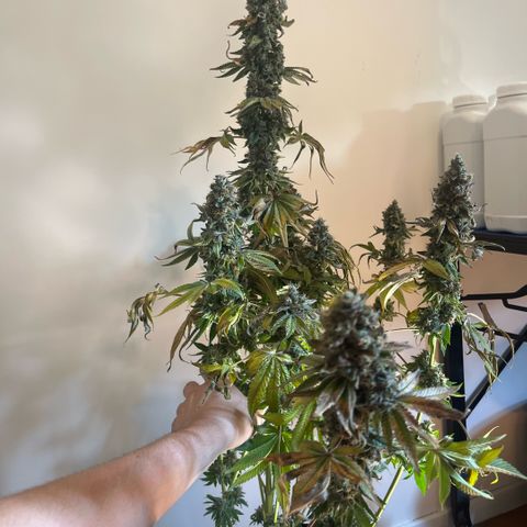 Coco Fresh growlog timeline photo