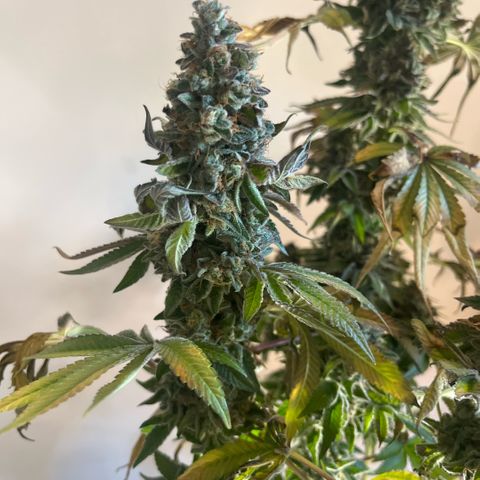 Coco Fresh growlog timeline photo