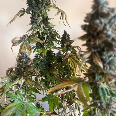 Coco Fresh growlog timeline photo