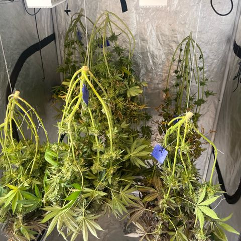 Lime Ozz growlog timeline photo