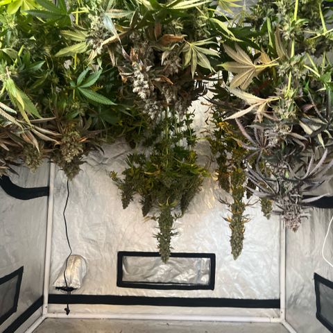 Lime Ozz growlog timeline photo
