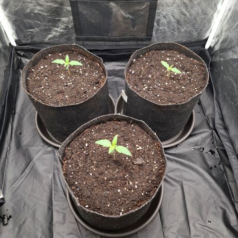 Medusa growlog timeline photo