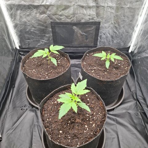 Medusa growlog timeline photo