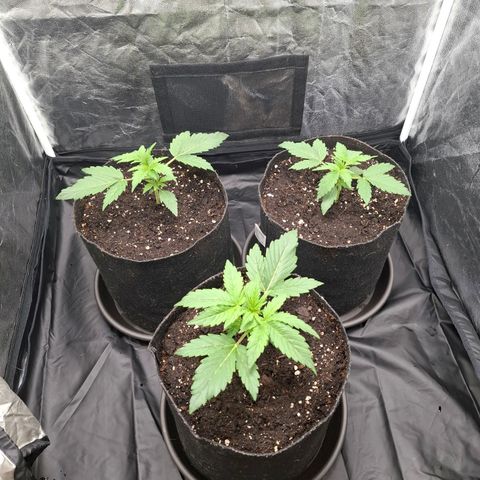 Medusa growlog timeline photo