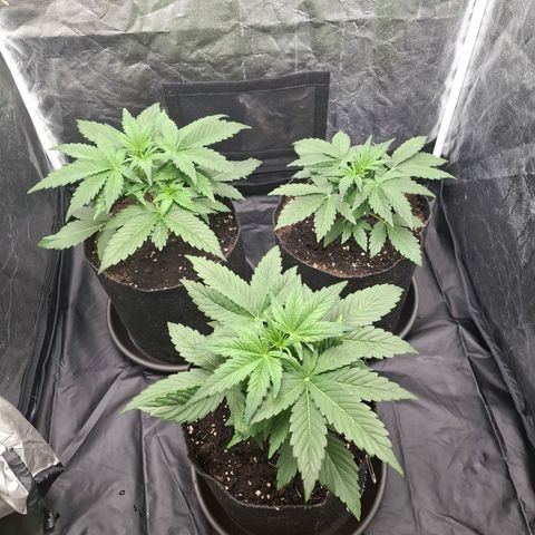 Medusa growlog timeline photo