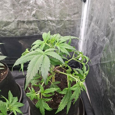 Medusa growlog photo: Both bigger plants after training and trimming. The third, smaller plant will not be trimmed and trained as much for reference in growth.