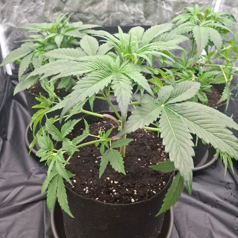 Medusa growlog photo: Both bigger plants after training and trimming. The third, smaller plant will not be trimmed and trained as much for reference in growth.