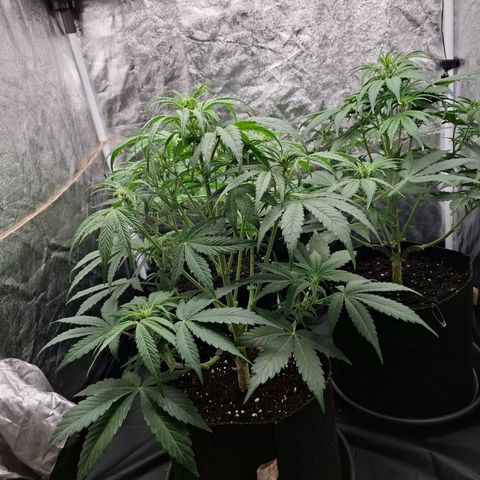 Medusa growlog timeline photo