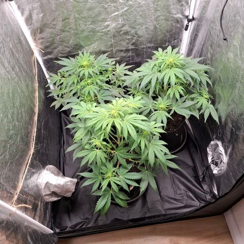 Medusa growlog timeline photo