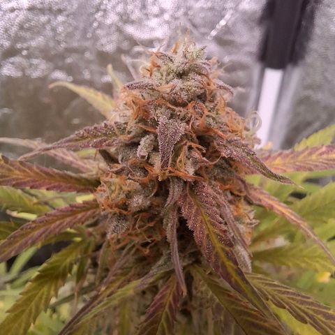 Medusa growlog timeline photo