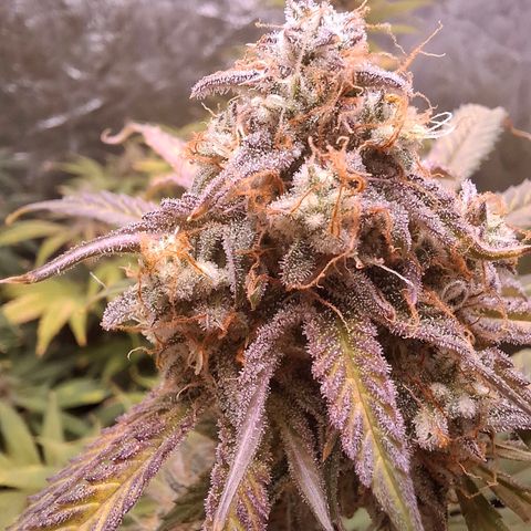 Medusa growlog timeline photo