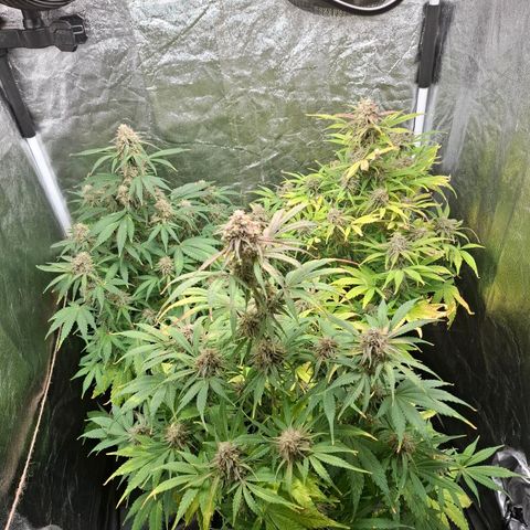 Medusa growlog timeline photo