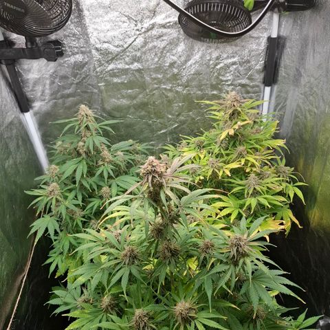 Medusa growlog timeline photo