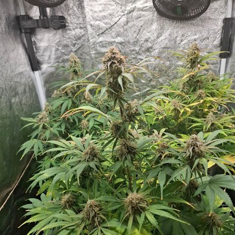 Medusa growlog timeline photo