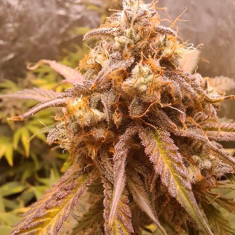Medusa growlog timeline photo