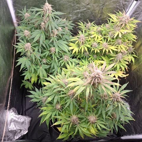 Medusa growlog timeline photo