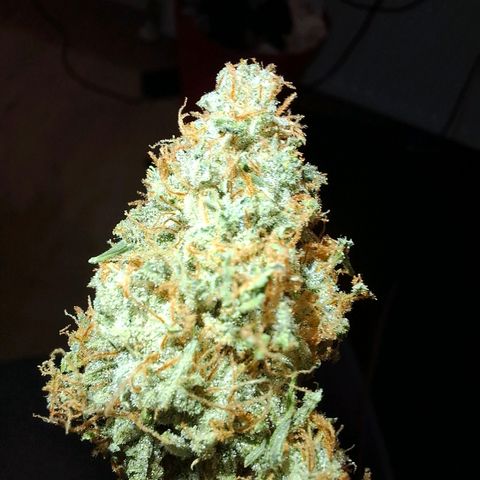 Medusa growlog timeline photo