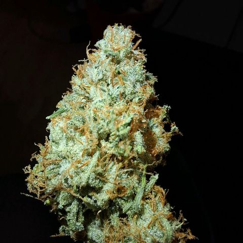 Medusa growlog timeline photo