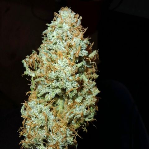 Medusa growlog timeline photo