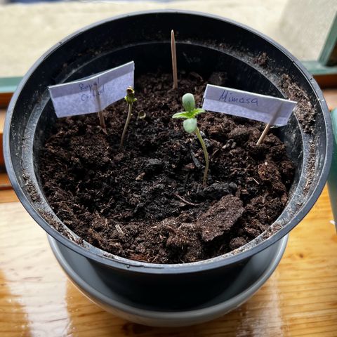 Mimosa Automatic growlog timeline photo