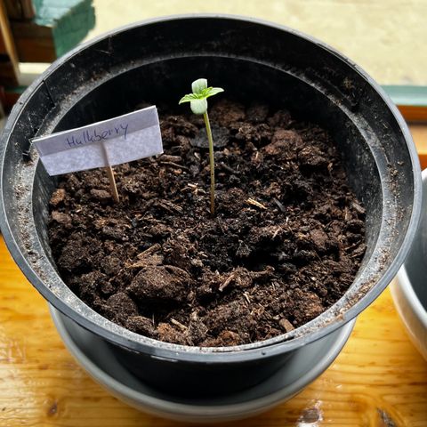 HulkBerry Automatic growlog timeline photo