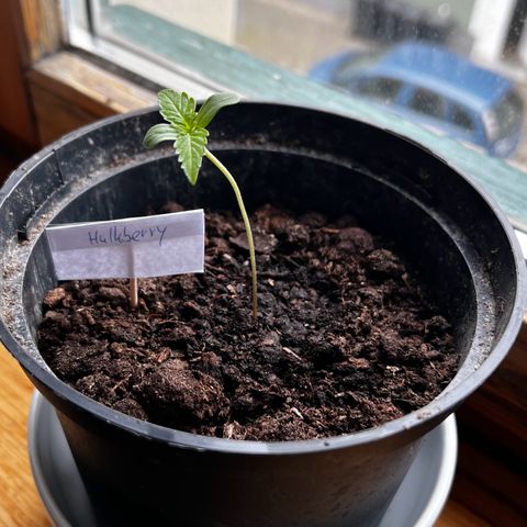 HulkBerry Automatic growlog photo: Pikiert 
Vorher 8-9cm, nachher 5cm 