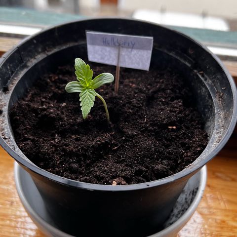 HulkBerry Automatic growlog photo: Pikiert 
Vorher 8-9cm, nachher 5cm 