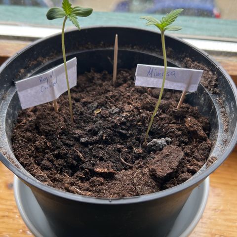 Mimosa Automatic growlog photo: Pikiert
Vorher: 8-9cm, nachher: 5cm