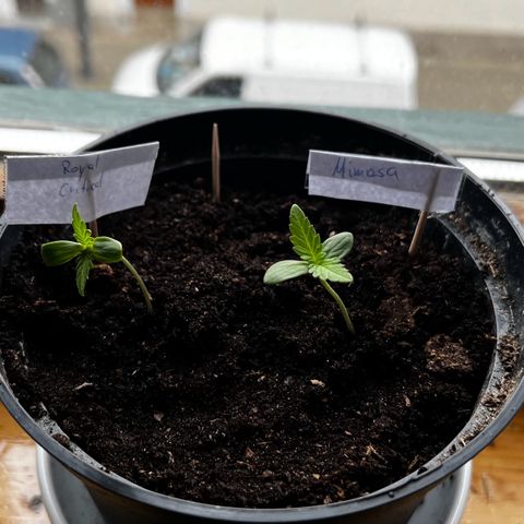 Royal Critical Automatic growlog photo: Pikiert 
Vorher: 8-9cm, nachher: 5cm