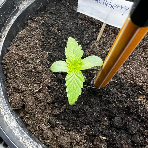 HulkBerry Automatic growlog timeline photo