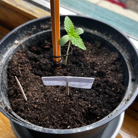 HulkBerry Automatic growlog timeline photo