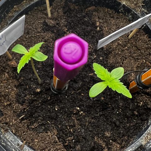 Royal Critical Automatic growlog timeline photo