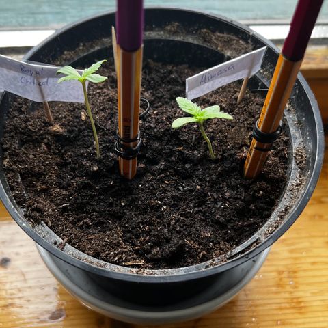 Royal Critical Automatic growlog timeline photo