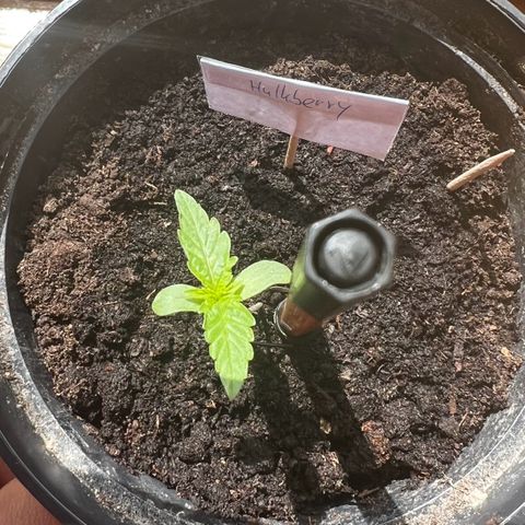 HulkBerry Automatic growlog timeline photo