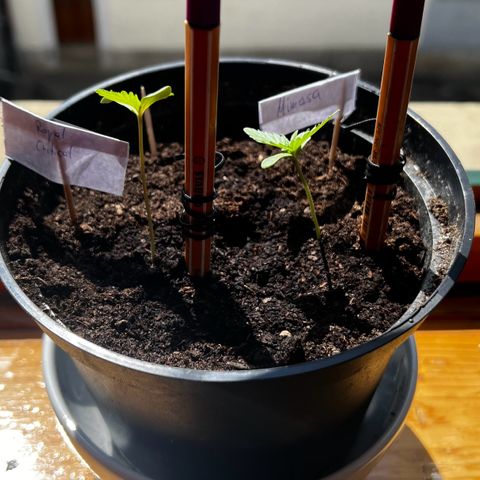 Royal Critical Automatic growlog timeline photo