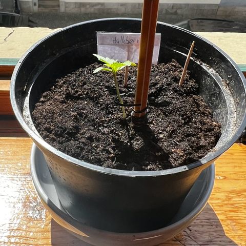 HulkBerry Automatic growlog timeline photo