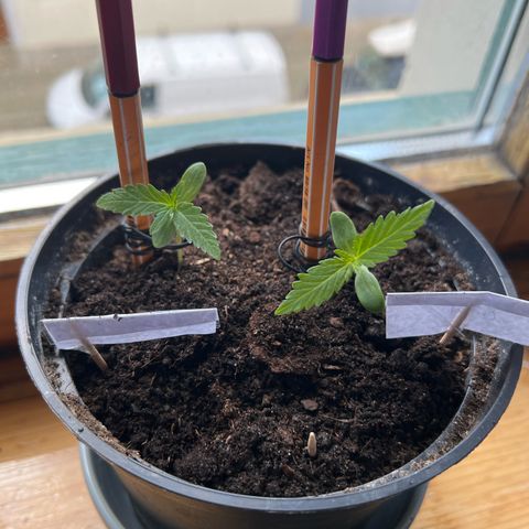 Royal Critical Automatic growlog timeline photo
