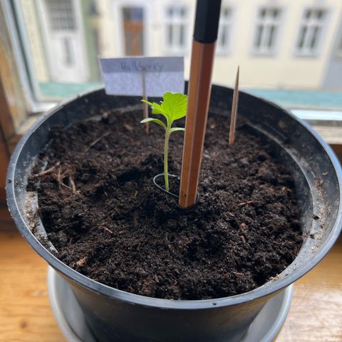 HulkBerry Automatic growlog timeline photo