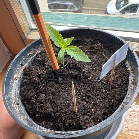 HulkBerry Automatic growlog timeline photo